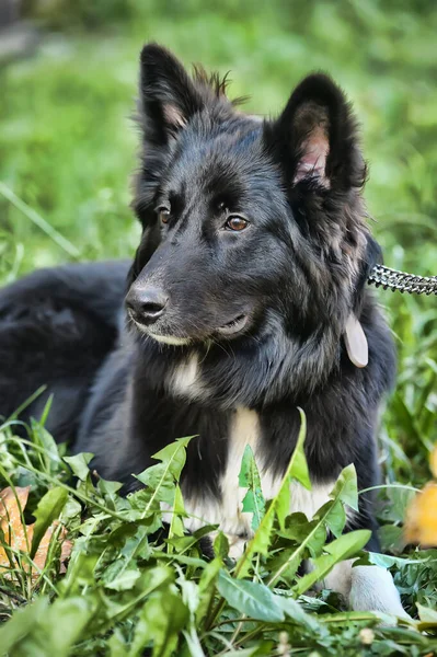 Schwarz Weißer Flauschiger Hundemischling Der Leine — Stockfoto