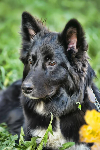 Siyah Beyaz Tüylü Köpek Tasmalı — Stok fotoğraf