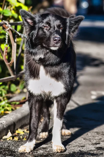 Preto Branco Fofo Cão Mgrel Uma Coleira — Fotografia de Stock