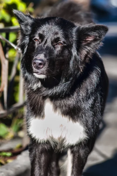 Preto Branco Fofo Cão Mgrel Uma Coleira — Fotografia de Stock