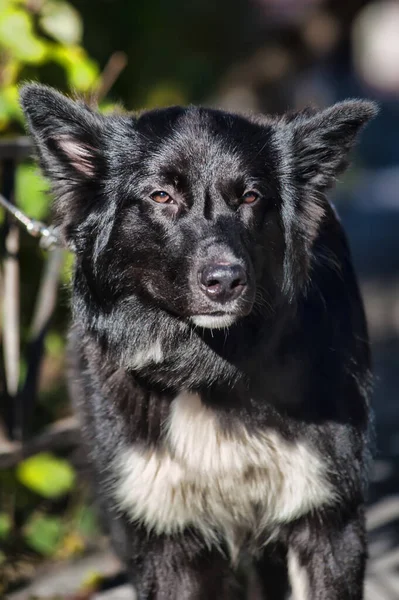 Preto Branco Fofo Cão Mgrel Uma Coleira — Fotografia de Stock