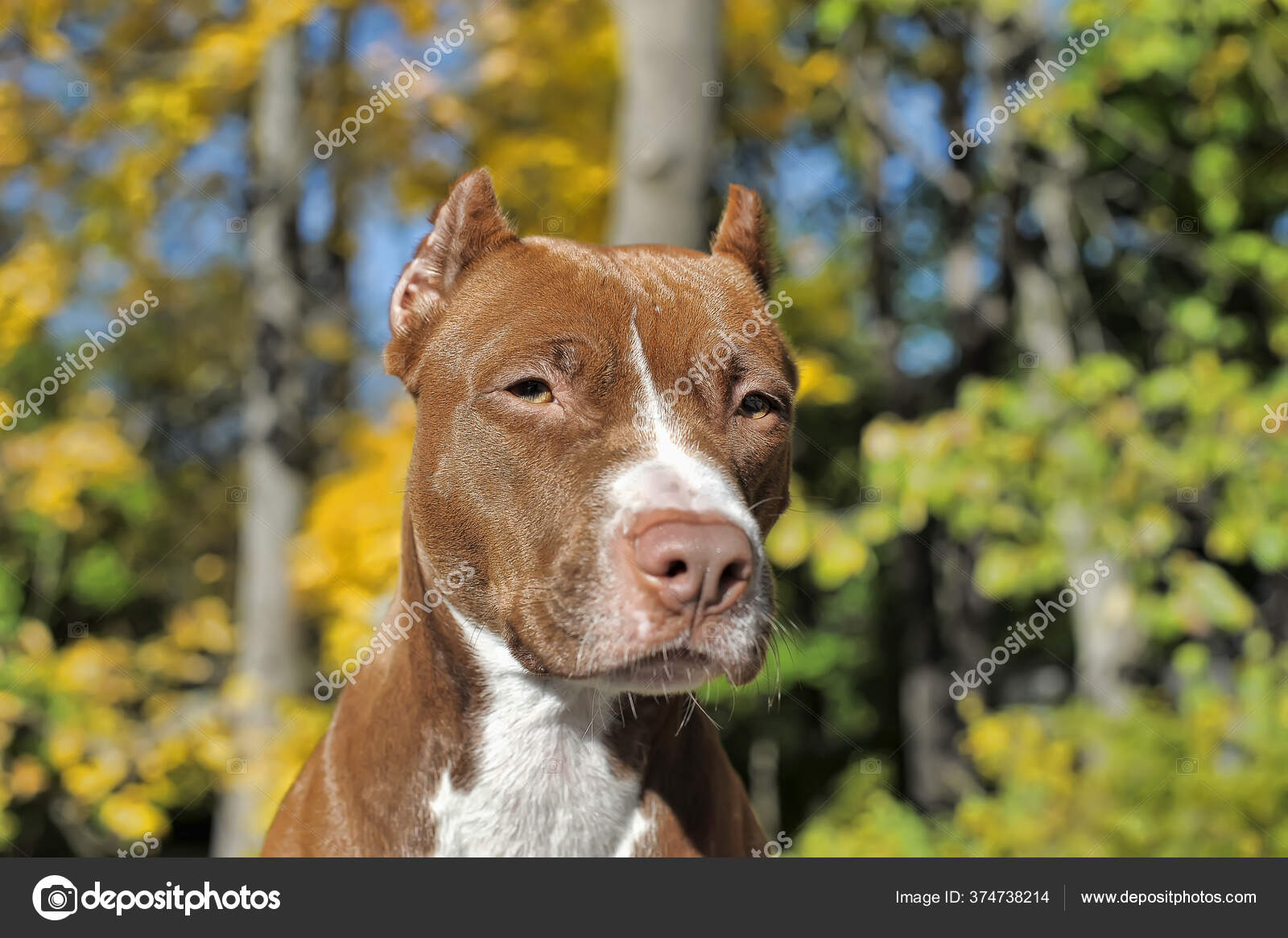 pic American Pitbull Terrier White And Brown depositphotos