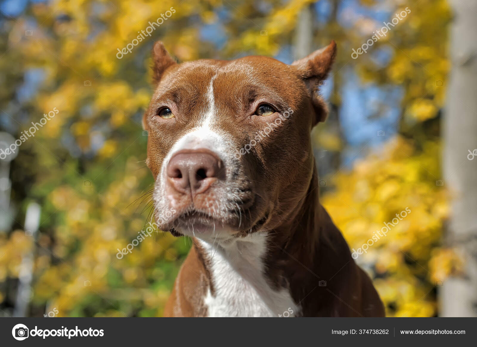 黄褐色的肖像白色的斗牛犬背景为绿叶 图库照片 C Evdoha 黄褐色的肖像白色的斗牛犬背景为绿叶 图库照片 C Evdoha