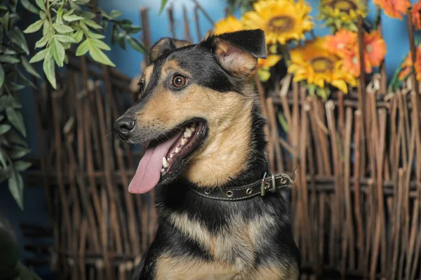 黑棕色快乐的小狗在柳条篱笆的背景下 — 图库照片