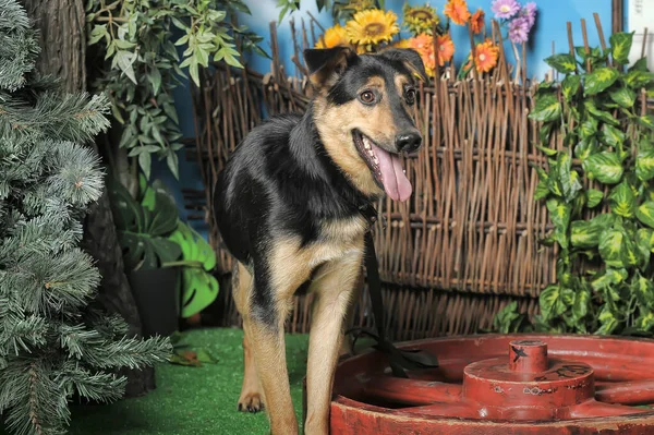 Zwart Bruin Gelukkig Pooch Hond Een Achtergrond Van Rieten Hek — Stockfoto