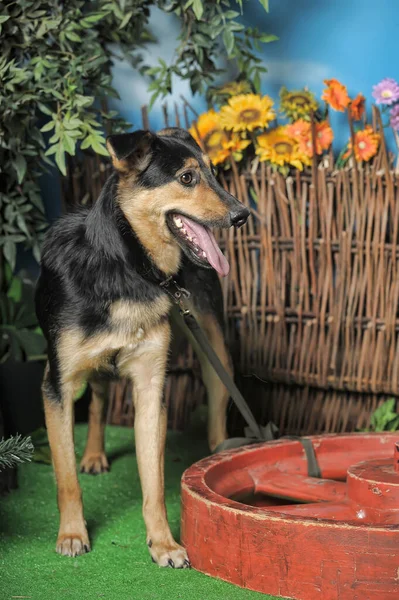 ウィッカーフェンスを背景にした黒と茶色の幸せなプーチの犬 — ストック写真