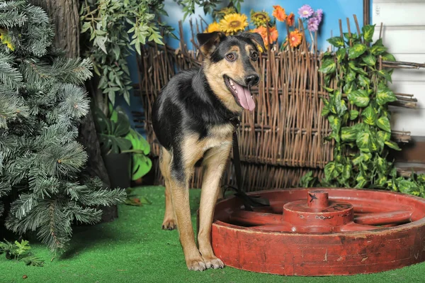 Perro Perrito Feliz Negro Marrón Sobre Fondo Valla Mimbre —  Fotos de Stock