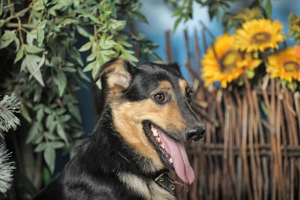 ウィッカーフェンスを背景にした黒と茶色の幸せなプーチの犬 — ストック写真