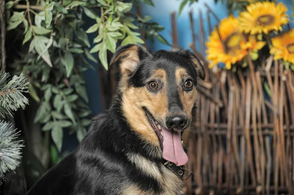 ウィッカーフェンスを背景にした黒と茶色の幸せなプーチの犬 — ストック写真