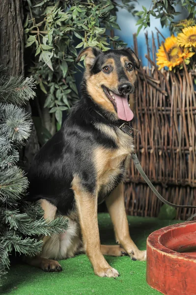 Czarny Brązowy Szczęśliwy Pies Piesek Tle Wiklinowego Ogrodzenia — Zdjęcie stockowe