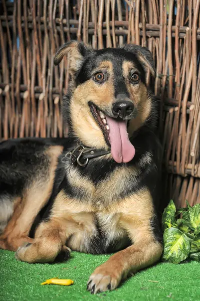 Hasır Çitin Arka Planında Siyah Kahverengi Mutlu Köpek — Stok fotoğraf