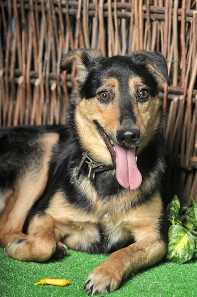 Hasır Çitin Arka Planında Siyah Kahverengi Mutlu Köpek — Stok fotoğraf