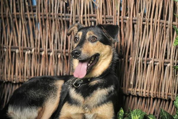 Preto Marrom Feliz Cão Pooch Fundo Cerca Vime — Fotografia de Stock