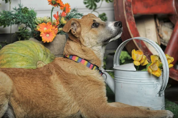 Rot Weißer Glücklicher Mischlingshund — Stockfoto