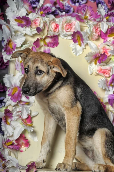 Triste Cachorro Mestizo Pastor Mestizo Fondo Una Pared Flores — Foto de Stock