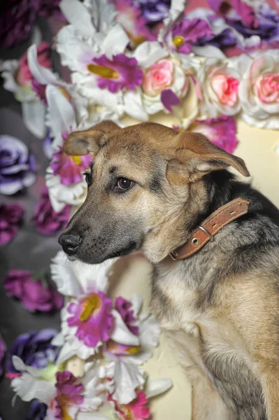 Üzgün Köpek Yavrusu Mestizo Shepherd Bir Çiçek Duvarının Arkasında — Stok fotoğraf