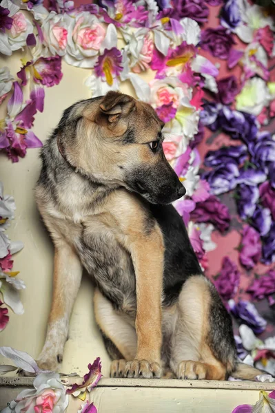 Triste Cachorro Mestizo Pastor Mestizo Fondo Una Pared Flores — Foto de Stock