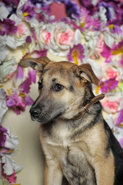 Trieste Puppy Bastaard Mestizo Herder Achtergrond Van Een Muur Van — Stockfoto