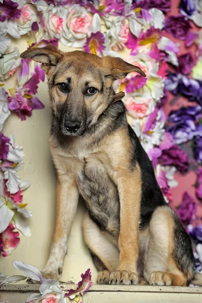 Üzgün Köpek Yavrusu Mestizo Shepherd Bir Çiçek Duvarının Arkasında — Stok fotoğraf