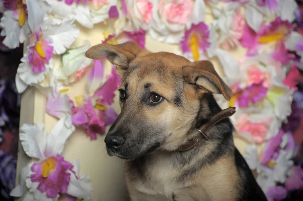 Üzgün Köpek Yavrusu Mestizo Shepherd Bir Çiçek Duvarının Arkasında — Stok fotoğraf