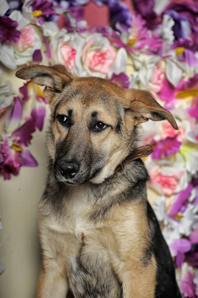 花の壁を背景に悲しい子犬のモングレル メスティゾ シェパード — ストック写真