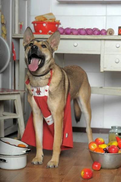 Dog Apron Kitchen Mongrel Cook Kitchen Funny Joke — Stock Photo, Image