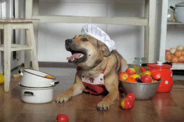 Dog Apron Kitchen Mongrel Cook Kitchen Funny Joke — Stock Photo, Image