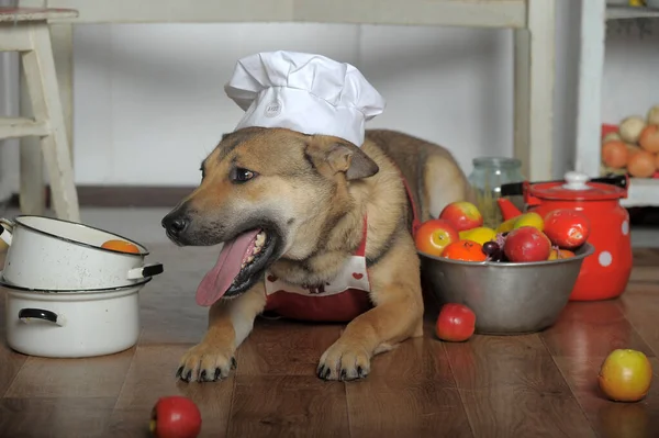 Dog Apron Kitchen Mongrel Cook Kitchen Funny Joke — Stock Photo, Image