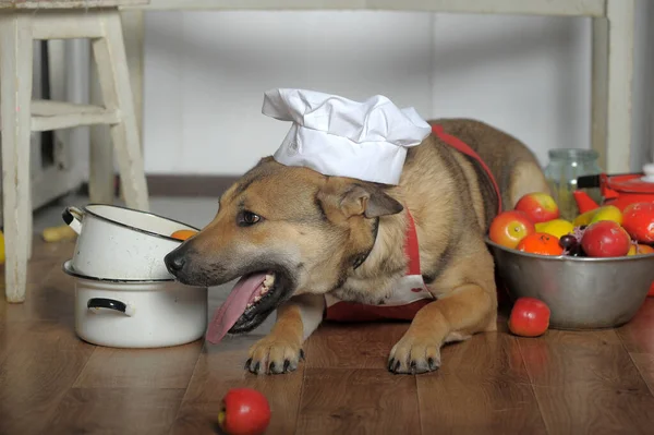 Dog Apron Kitchen Mongrel Cook Kitchen Funny Joke — Stock Photo, Image