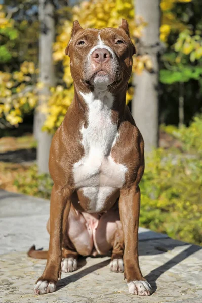 Yeşil Yapraklı Beyaz Pitbull Teriyeri Ile Kahverengi Portresi — Stok fotoğraf