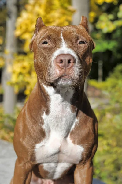 Portrait Brun Avec Pitbull Terrier Blanc Sur Fond Feuillage Vert — Photo