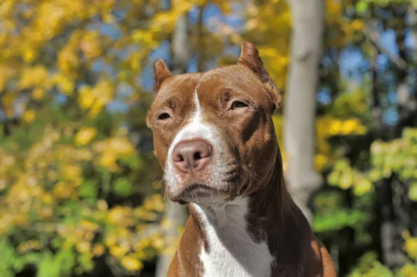 Retrato Marrón Con Pit Bull Terrier Blanco Sobre Fondo Follaje —  Fotos de Stock