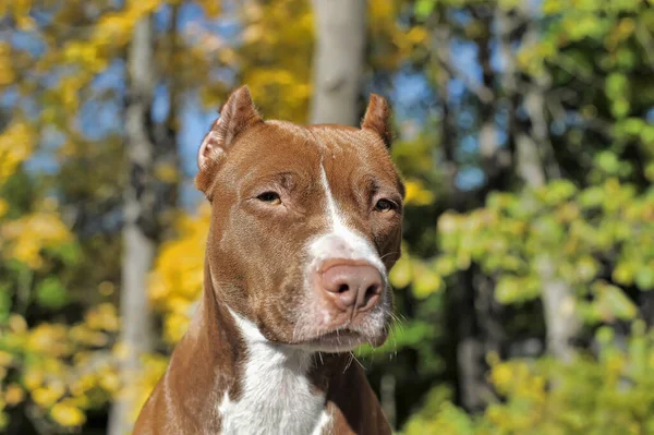 Porträtt Brun Med Vit Pitbull Terrier Bakgrund Gröna Blad — Stockfoto