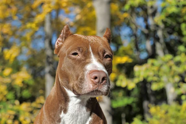 Portret Brązowy Białym Pit Bull Terrier Tle Zielonych Liści — Zdjęcie stockowe