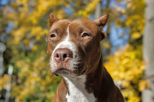 Portret Brązowy Białym Pit Bull Terrier Tle Zielonych Liści — Zdjęcie stockowe