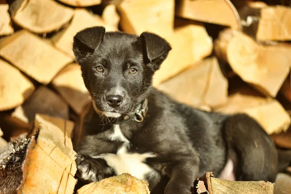 Black White Puppy Mongrel Background Woodpile Firewood — Stock Photo, Image