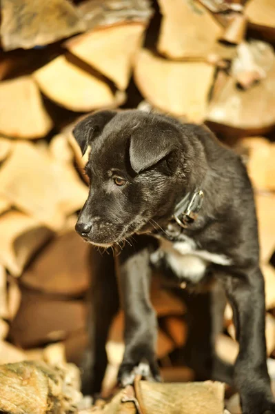 Schwarz Weißer Welpenmischling Auf Dem Hintergrund Eines Holzstapels Mit Brennholz — Stockfoto