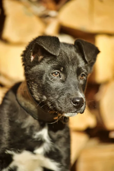 Black White Puppy Mongrel Background Woodpile Firewood — Stock Photo, Image