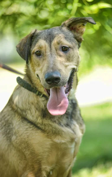 Glücklich Braun Mit Grau Cool Glücklich Hund Mischling — Stockfoto