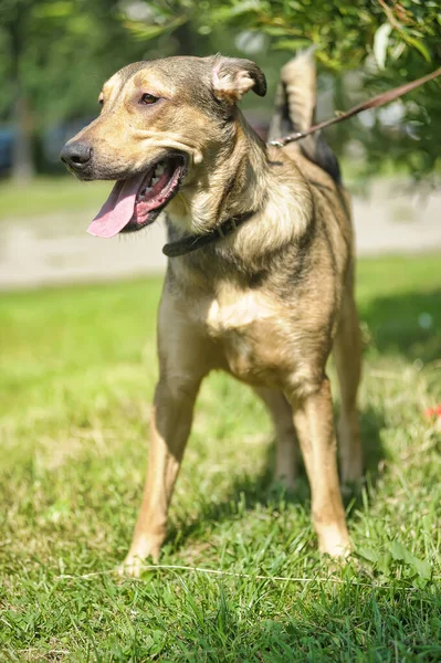 灰色のクールな幸せな犬のモングレルと幸せな茶色 — ストック写真