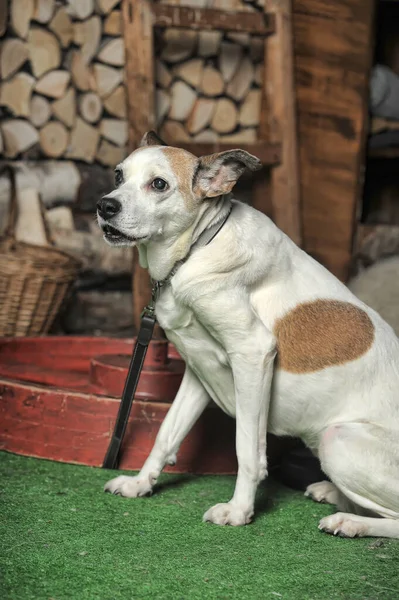 赤い斑点のある悲しい白い小さな犬のモングレル — ストック写真