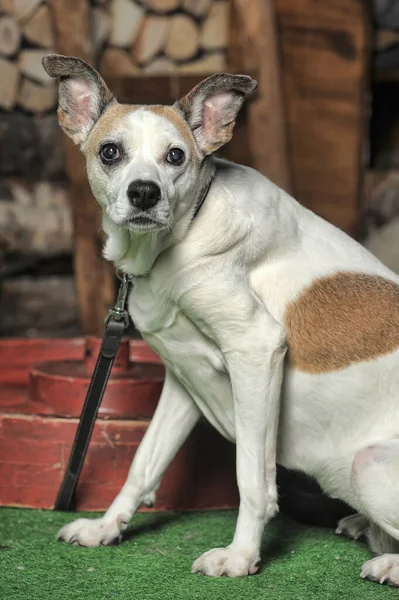 Triste Blanco Con Manchas Rojas Pequeño Perro Mestizo — Foto de Stock