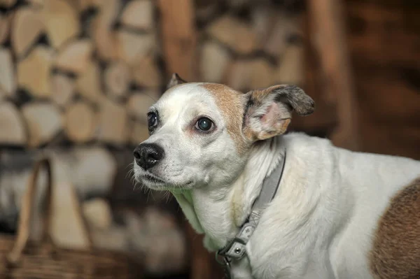 Triste Branco Com Manchas Vermelhas Pouco Cão Mgrel — Fotografia de Stock