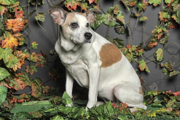 Triste Branco Com Manchas Vermelhas Pouco Cão Mgrel — Fotografia de Stock