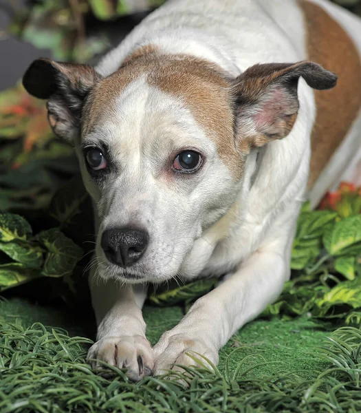 赤い斑点のある悲しい白い小さな犬のモングレル — ストック写真