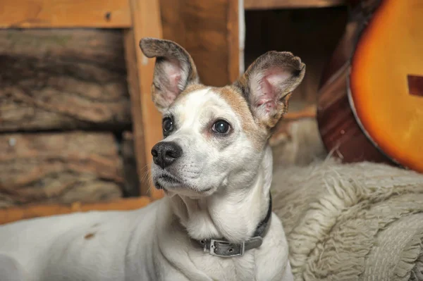 赤い斑点のある悲しい白い小さな犬のモングレル — ストック写真
