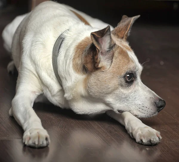 Λυπημένο Λευκό Κόκκινες Κηλίδες Μικρό Σκυλί Mongrel — Φωτογραφία Αρχείου