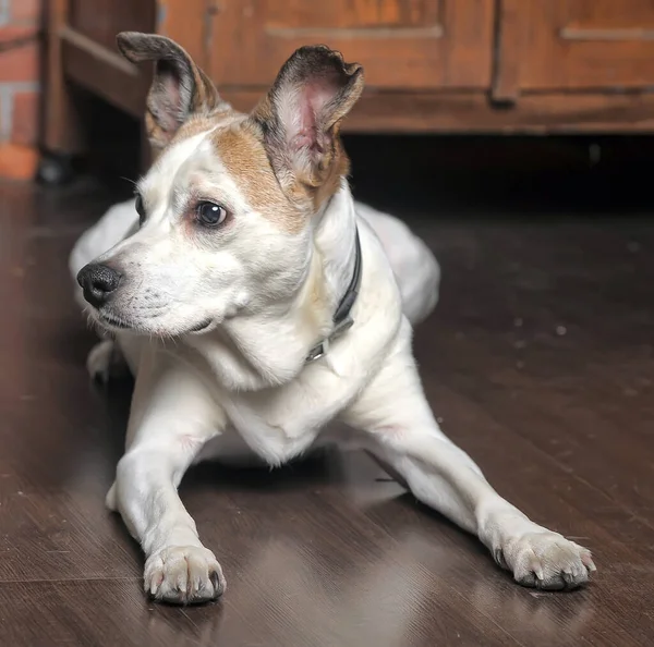 Sad White Red Spots Little Dog Mongrel — Stock Photo, Image