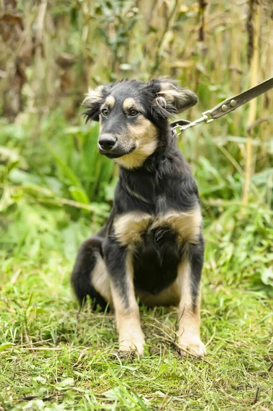 Negro Con Mestizo Cachorro Beige Sobre Fondo Vegetación — Foto de Stock