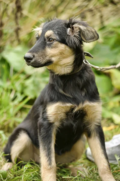 Zwart Met Beige Puppy Bastaard Een Achtergrond Van Groen — Stockfoto